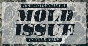 how to identify a mold issue in your house