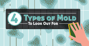 4 types of mold to look out for