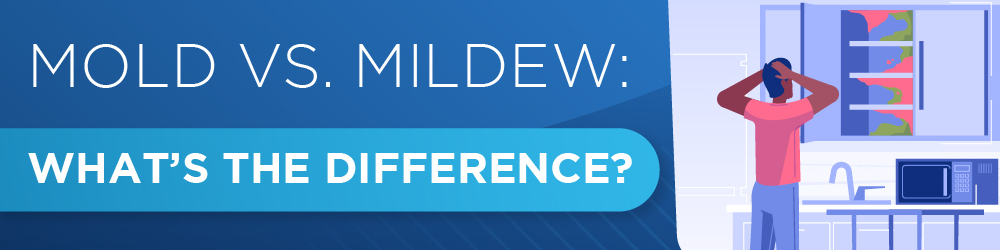 mold vs mildew: what's the difference