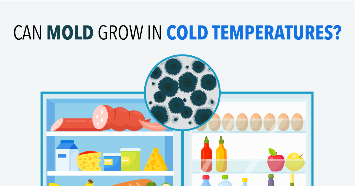 Can Mold Grow in Cold Temperatures? Alpha Environmental